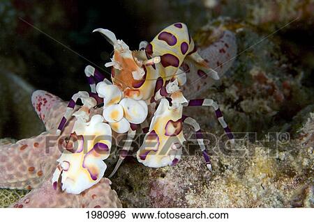 USA, Close-up of Harlequin Shrimp (Hymenocera Picta) feeding on seastar; Hawaii View Large Photo Image Stock Photograph - USA, Close-up of Harlequin Shrimp (Hymenocera Picta) feeding on seastar; Hawaii. Fotosearch