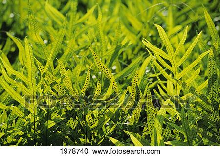 USA, Close up of Lawai Fern; Hawaii View Large Photo Image Stock Image - USA, Close up of Lawai Fern; Hawaii. Fotosearch