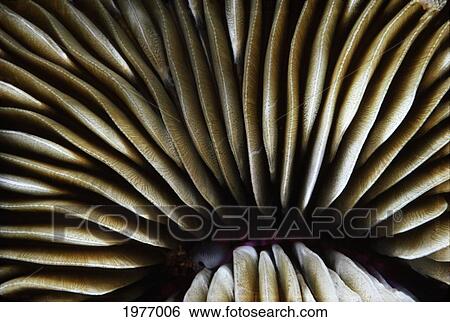 USA, Close-Up Of Mushroom Coral (Fungia Scutaria); Hawaii View Large Photo Image Stock Photograph - USA, Close-Up Of Mushroom Coral (Fungia Scutaria); Hawaii. Fotosearch