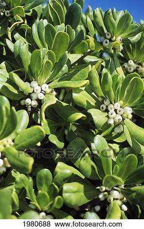 USA, Close up of Naupaka plant and berries; Hawaii View Large Photo Image Stock Photo - USA, Close up of Naupaka plant and berries; Hawaii. Fotosearch