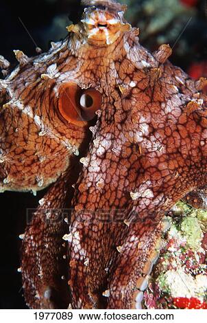 USA, Close Up of Octopus (Octopus Cyanea); Hawaii View Large Photo Image Stock Photo - USA, Close Up of Octopus (Octopus Cyanea); Hawaii. Fotosearch