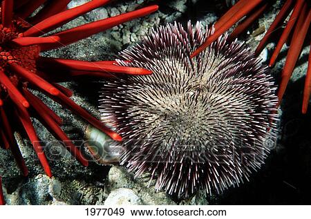 Stock Photo - USA, Close-up of Pebble Collector Urchin and Pencil Urchin Spines; Hawaii. Fotosearch