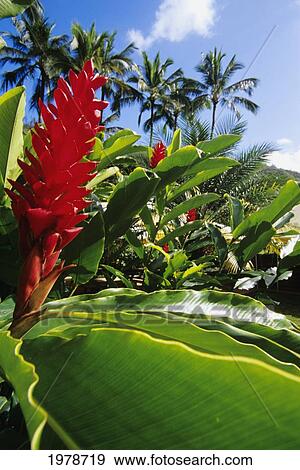 USA, Close up of Red Torch Ginger in tropical setting; Hawaii View Large Photo Image Stock Photo - USA, Close up of Red Torch Ginger in tropical setting; Hawaii. Fotosearch