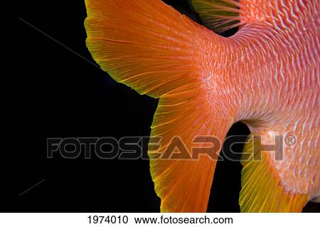 Stock Image - USA, Close-Up Of Tail; Hawaii Islands, Longjaw Squirrelfish (Sargocentron Spiniferum). Fotosearch