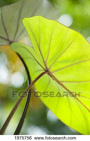 USA, Close-Up Of Taro Leaf; Hawaii View Large Photo Image Stock Photograph - USA, Close-Up Of Taro Leaf; Hawaii. Fotosearch