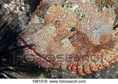 USA, Close-up of Titan Scorpionfish (Scorpaenopsis Cacopsis); Hawaii View Large Photo Image Stock Photo - USA, Close-up of Titan Scorpionfish (Scorpaenopsis Cacopsis); Hawaii. Fotosearch