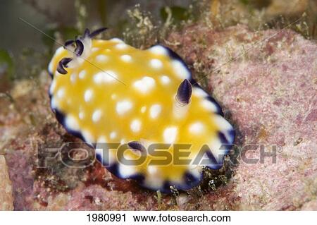 USA, Close -up of Trembling Nudibranch (Chromodoris Vibrata) on coral reef; Hawaii View Large Photo Image Stock Image - USA, Close -up of Trembling Nudibranch (Chromodoris Vibrata) on coral reef; Hawaii. Fotosearch