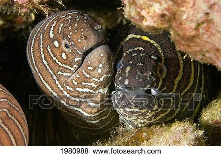 USA, Close-up of two Zebra Moray Eels (Gymnothorax Zebra); Hawaii View Large Photo Image Stock Photo - USA, Close-up of two Zebra Moray Eels (Gymnothorax Zebra); Hawaii. Fotosearch