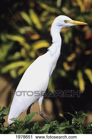 Stock Image - USA, Close up of White Egret; Hawaii. Fotosearch
