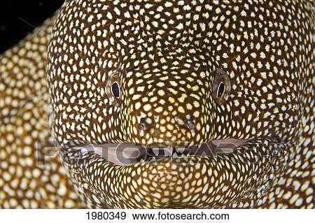 USA, Close up of Whitemouth Moray Eel (Gymnothorax Meleagris); Hawaii View Large Photo Image Stock Photo - USA, Close up of Whitemouth Moray Eel (Gymnothorax Meleagris); Hawaii. Fotosearch