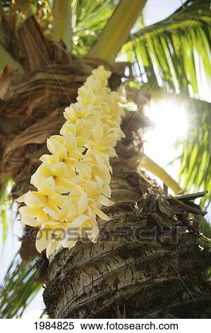 USA, Close-up of yellow Plumeria Lei hanging from palm tree; Hawaii Islands View Large Photo Image Stock Photography - USA, Close-up of yellow Plumeria Lei hanging from palm tree; Hawaii Islands. Fotosearch