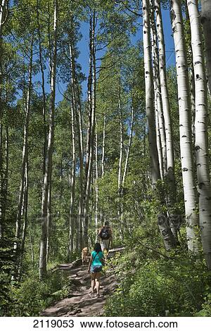 Stock Image - USA, Colorado, Birch trees at Maroon Bells; Aspen. Fotosearch