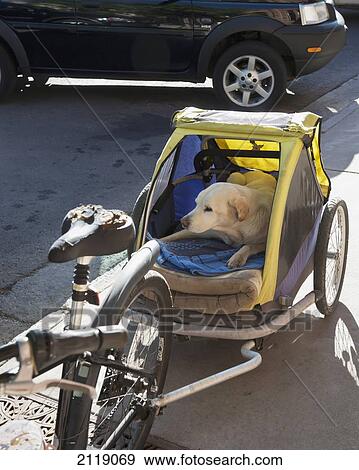 USA, Colorado, Dog bicycle trailer with a Golden Labrador; Aspen View Large Photo Image Stock Photo - USA, Colorado, Dog bicycle trailer with a Golden Labrador; Aspen. Fotosearch