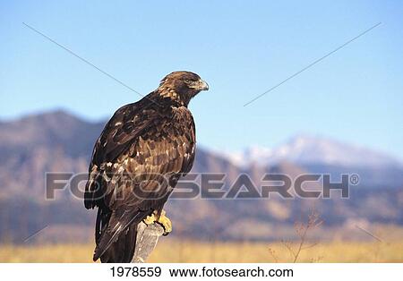 USA, Colorado, Golden Eagle (Aquila Chrysaetos) on fence post; Roosevelt National Forest View Large Photo Image Stock Photo - USA, Colorado, Golden Eagle (Aquila Chrysaetos) on fence post; Roosevelt National Forest. Fotosearch