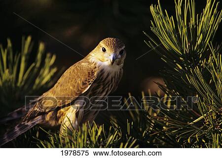 Stock Photography - USA, Colorado, Merlin (Falco Columbarius) in Ponderosa Pine; Front Range. Fotosearch