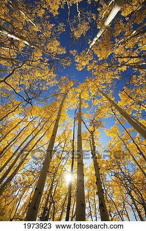 USA, Colorado, Near Steamboat Springs, Yellow Aspen Tree Canopy; Buffalo Pass View Large Photo Image Stock Image - USA, Colorado, Near Steamboat Springs, Yellow Aspen Tree Canopy; Buffalo Pass. Fotosearch