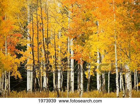 Stock Photo - USA, Colorado, Near Steamboat Springs, Line Of Fall-Colored Aspen Trees; Buffalo Pass. Fotosearch