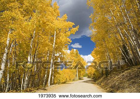 Stock Photography - USA, Colorado, Near Steamboat Springs, Road Winding Through Fall-Colored Aspens; Buffalo Pass. Fotosearch
