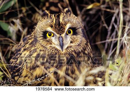 USA, Colorado, Short-Eared Owl (Asio Flammeus); Front Range View Large Photo Image Picture - USA, Colorado, Short-Eared Owl (Asio Flammeus); Front Range. Fotosearch