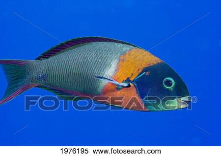 Stock Photography - USA, Colorful Fish In Open Water; Hawaii, Saddle Wrasse (Thalassoma Duperrey). Fotosearch
