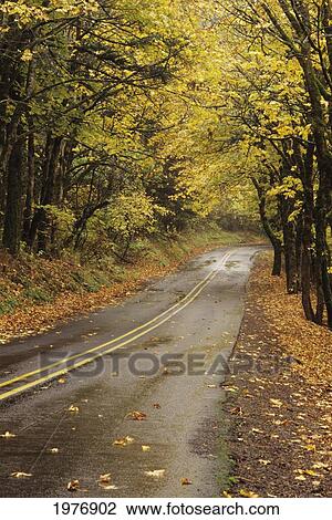 USA, Columbia River Gorge National Scenic Area; Oregon, Road Through Colorful Fall Trees View Large Photo Image Stock Image - USA, Columbia River Gorge National Scenic Area; Oregon, Road Through Colorful Fall Trees. Fotosearch