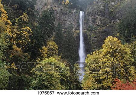 Stock Photo - USA, Columbia River Gorge; Oregon, Multnomah Falls Among Fall Colors. Fotosearch