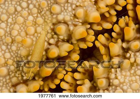 Stock Image - USA, Commensal Shrimp (Periclemenes Soror) above Cushion Starfish (Culcita Novaeguineae); Hawaii. Fotosearch