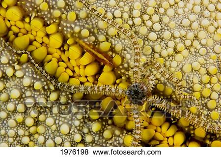 USA, Commensal Shrimp (Periclemenes Soror) And Reticulated Brittle Star (Ophiocoma Brevipes) On Cushion Starfish (Culcita Novaeguineae); Hawaii View Large Photo Image Stock Photo - USA, Commensal Shrimp (Periclemenes Soror) And Reticulated Brittle Star (Ophiocoma Brevipes) On Cushion Starfish (Culcita Novaeguineae); Hawaii. Fotosearch