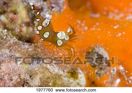 Stock Image - USA, Commensal Shrimp (Thor Amboinensis); Hawaii. Fotosearch
