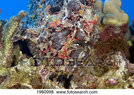 Stock Photo - USA, Commerson's Frogfish (Antennarius Commersoni) on coral reef; Hawaii. Fotosearch