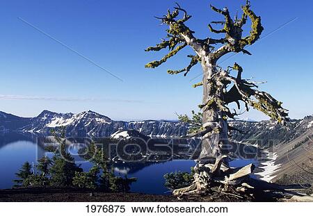 Stock Photography - USA, Crater Lake National Park; Oregon, Gnarled Pine Tree Snag Above Crater Lake And Wizard Island. Fotosearch