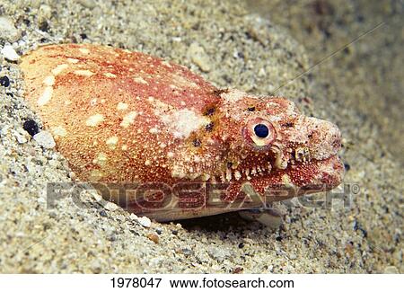 USA, Crocodile Snake Eel (Brachysomophis Crocodilinus) or Puhi; Hawaii View Large Photo Image Stock Photo - USA, Crocodile Snake Eel (Brachysomophis Crocodilinus) or Puhi; Hawaii. Fotosearch