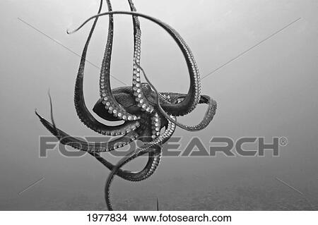 USA, Day Octopus (Octopus Cyanea) in Ocean; Hawaii View Large Photo Image Picture - USA, Day Octopus (Octopus Cyanea) in Ocean; Hawaii. Fotosearch