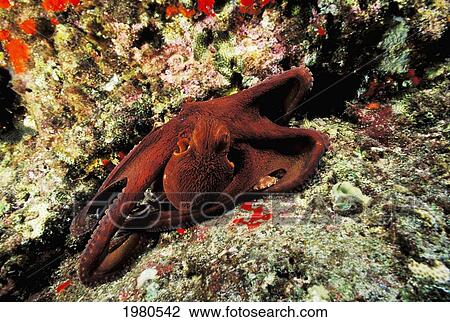 Stock Image - USA, Day Octopus (Octopus Cyanea) on Colorful Reef; Hawaii. Fotosearch