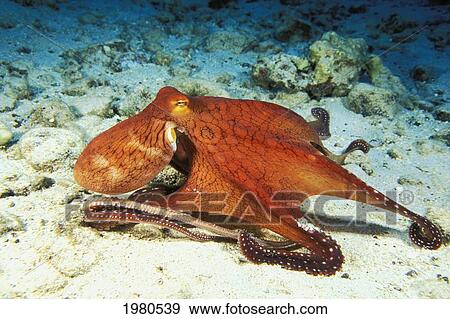 Stock Photo - USA, Day Octopus (Octopus Cyanea) on Ocean Floor; Hawaii. Fotosearch