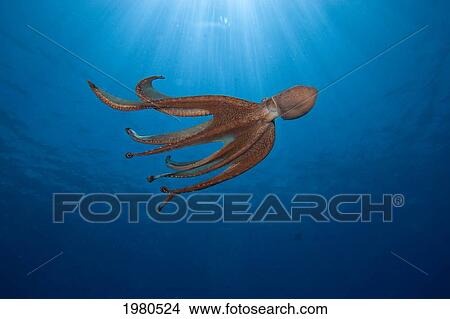 USA, Day Octopus (Octopus Cyanea) swimming; Hawaii View Large Photo Image Picture - USA, Day Octopus (Octopus Cyanea) swimming; Hawaii. Fotosearch