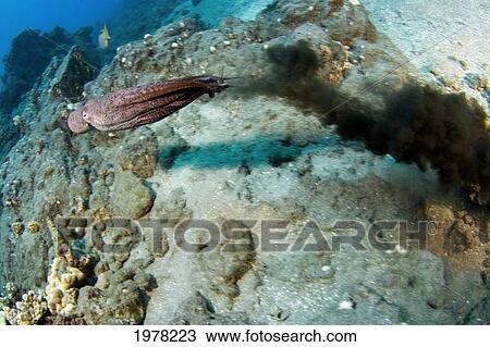 Stock Image - USA, Day Octopus (Octopus Cyanea) squirting ink to escape predator; Hawaii. Fotosearch