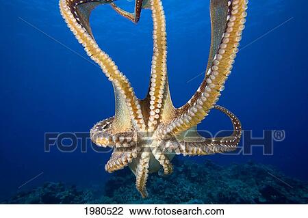 USA, Day Octopus (Octopus Cyanea); Hawaii, View of tentacles and suckers of eight armed cephalopod View Large Photo Image Stock Image - USA, Day Octopus (Octopus Cyanea); Hawaii, View of tentacles and suckers of eight armed cephalopod. Fotosearch