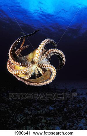 Stock Image - USA, Day Octopus (Octopus Cyanea) swimming in Ocean; Hawaii. Fotosearch