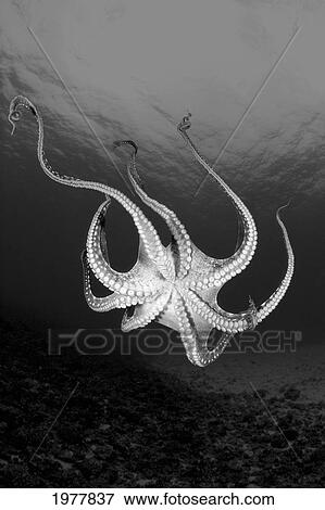 Stock Photo - USA, Day Octopus (Octopus Cyanea); Hawaii. Fotosearch