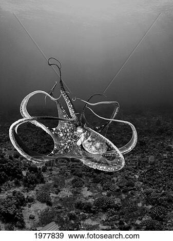 Stock Photo - USA, Day Octopus (Octopus Cyanea); Hawaii. Fotosearch