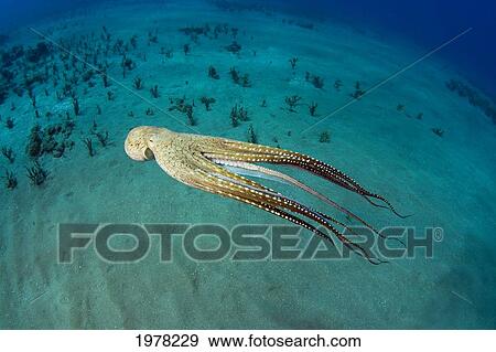Stock Photo - USA, Day Octopus (Octopus Cyanea); Hawaii. Fotosearch