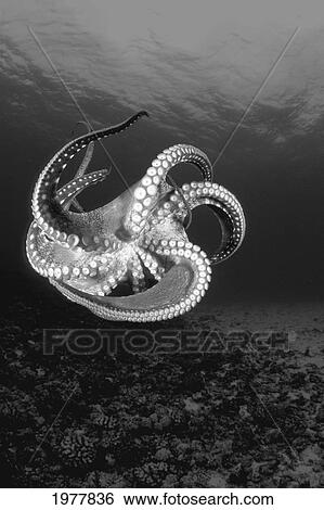 USA, Day Octopus (Octopus Cyanea); Hawaii View Large Photo Image Stock Photograph - USA, Day Octopus (Octopus Cyanea); Hawaii. Fotosearch