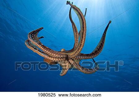 USA, Day Octopus (Octopus Cyanea); Hawaii View Large Photo Image Stock Photography - USA, Day Octopus (Octopus Cyanea); Hawaii. Fotosearch