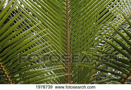 Stock Photo - USA, Detail of palm leaves; Hawaii. Fotosearch