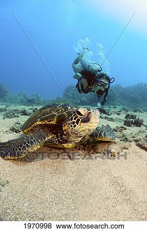 Stock Photo - USA, Diver Gets Close-Up View Of Green Sea Turtle (Chelonia Mydas); Hawaii Islands. Fotosearch