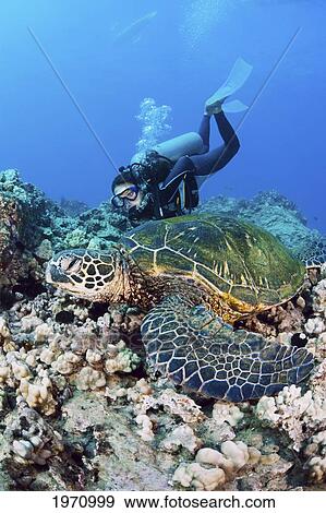 USA, Diver Gets Close-Up View Of Green Sea Turtle (Chelonia Mydas); Hawaii Islands View Large Photo Image Stock Photo - USA, Diver Gets Close-Up View Of Green Sea Turtle (Chelonia Mydas); Hawaii Islands. Fotosearch