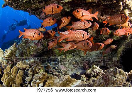 Stock Photograph - USA, Divers and school of Shoulderbar Soldierfish (Myripristis Kuntee); Hawaii. Fotosearch