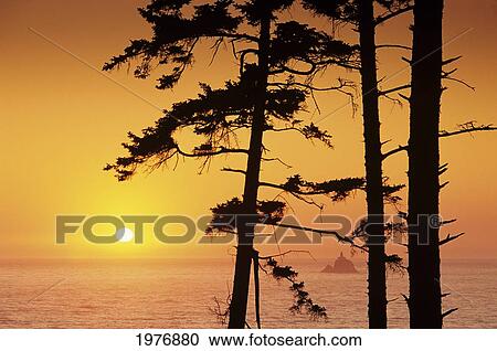 USA, Ecola State Park; Oregon, Tillamook Rock Lighthouse In Distance, Sunset Over Ocean Framed By Spruce Trees View Large Photo Image Stock Image - USA, Ecola State Park; Oregon, Tillamook Rock Lighthouse In Distance, Sunset Over Ocean Framed By Spruce Trees. Fotosearch