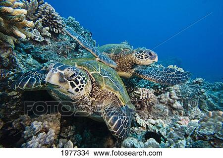 Picture - USA, endangered species; Hawaii, Green Sea Turtle (Chelonia Mydas). Fotosearch